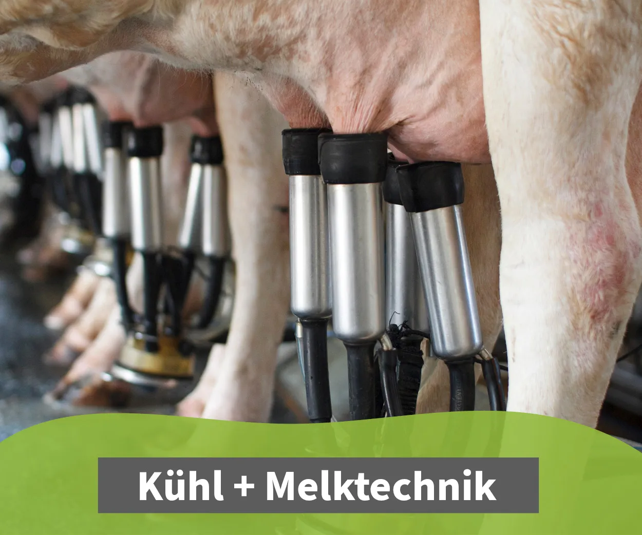 Kategorie Kuehl-Melktechnik